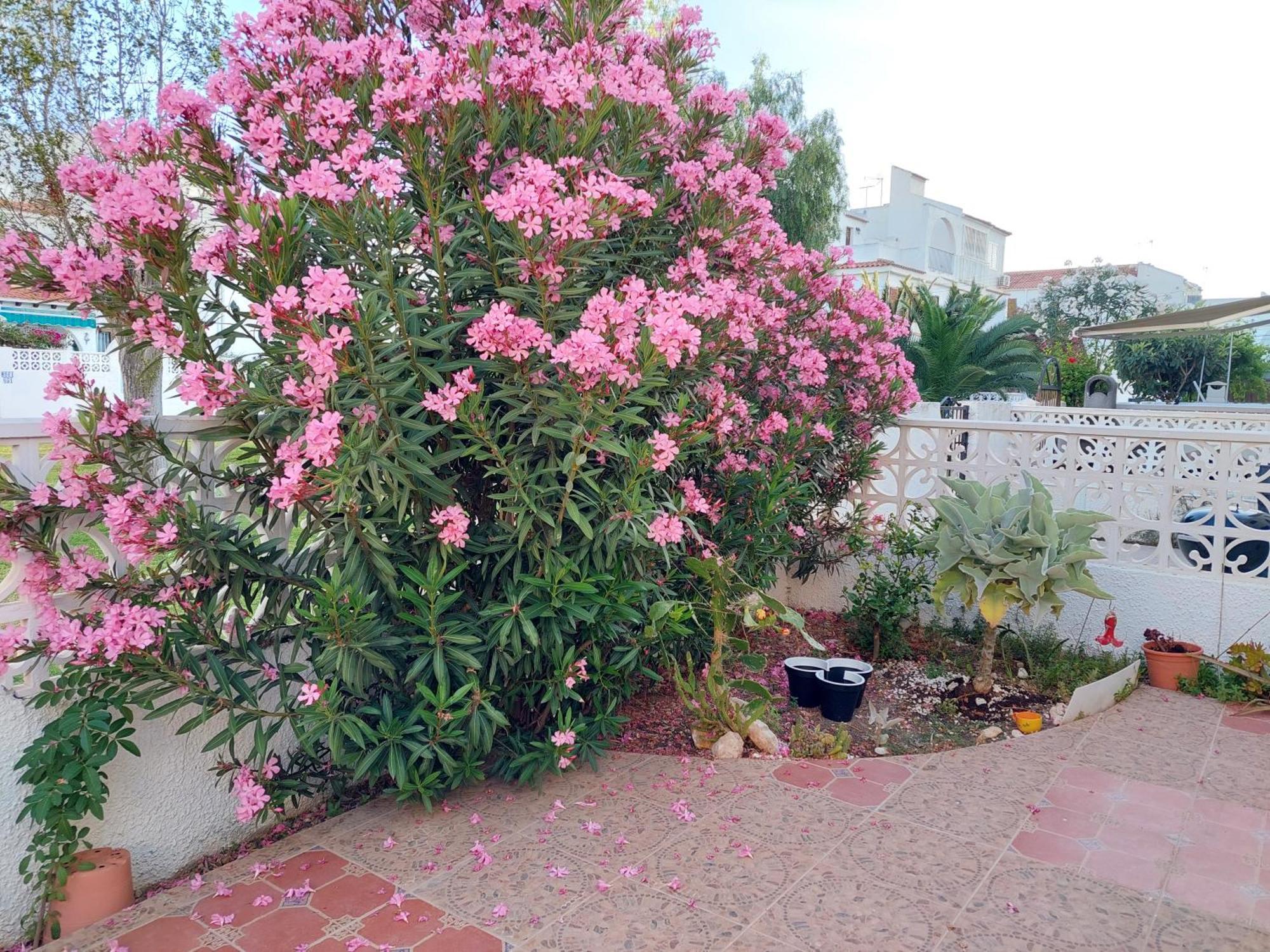 Haus Am Meer Torrevieja Buitenkant foto