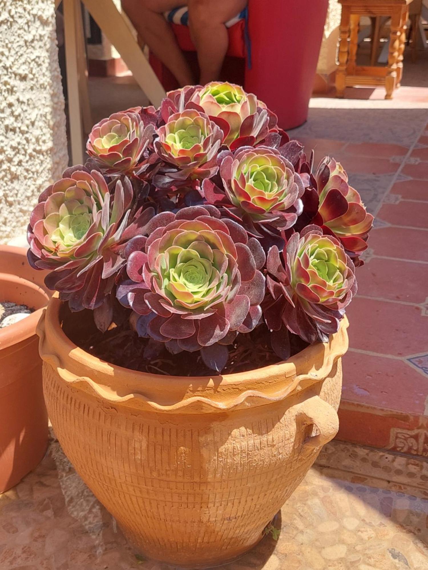 Haus Am Meer Torrevieja Buitenkant foto